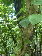 Philodendron hederaceum