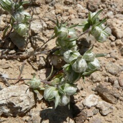 Stylocline micropoides
