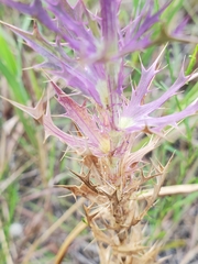 Eryngium leavenworthii