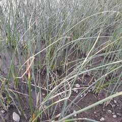 Schoenoplectus lacustris