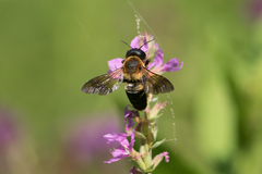Megachile sculpturalis
