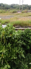 Ficus