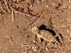 Phrynosoma blainvillii