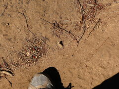 Phrynosoma blainvillii