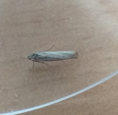 Agriphila straminella