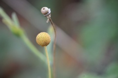 Helenium puberulum