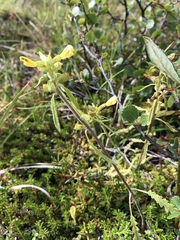 Pedicularis labradorica sulphurea