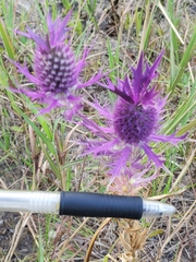 Eryngium leavenworthii