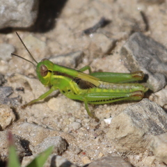 Melanoplus bivittatus