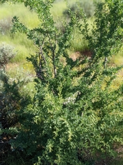 Prosopis