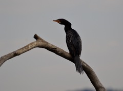 Microcarbo africanus