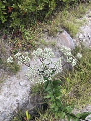 Eupatorium pilosum