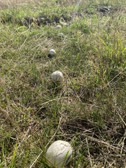 Lycoperdon utriforme
