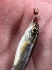 Couesius plumbeus