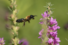 Megachile sculpturalis