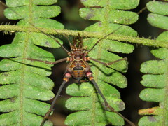 Sodreana hatschbachi