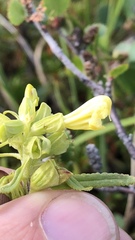 Pedicularis labradorica sulphurea