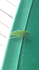 Microcentrum rhombifolium