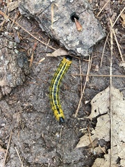 Arthropoda
