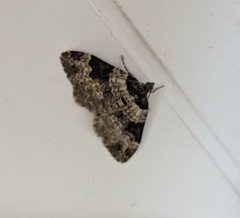 Xanthorhoe fluctuata