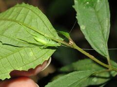 Copiphorini
