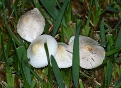Agaricaceae