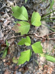 Toxicodendron radicans negundo