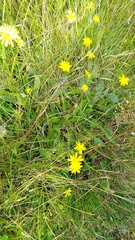 Scorzoneroides autumnalis