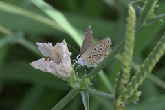 Polyommatus icarus