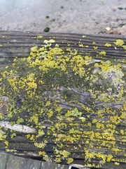 Candelariaceae