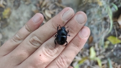 Geotrupidae