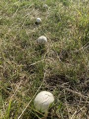 Lycoperdon utriforme