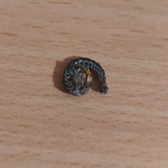 Scolopendra dalmatica