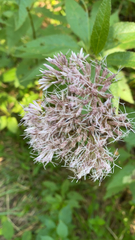 Eutrochium purpureum