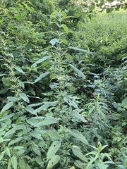 Urtica dioica dioica