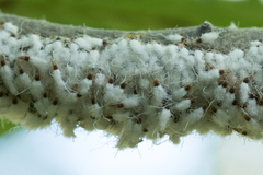 Grylloprociphilus imbricator