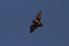 Pipistrellus kuhlii