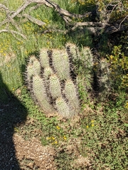 Echinocereus engelmannii engelmannii