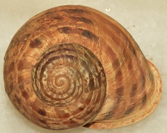 Iberus alonensis