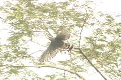 Buteo plagiatus