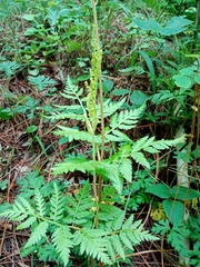 Botrypus virginianus