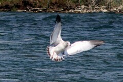 Larus delawarensis