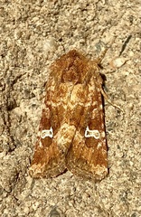Lacinipolia stricta