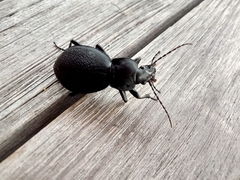 Carabus coriaceus