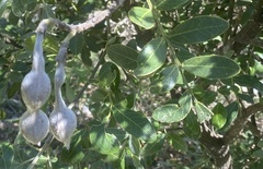 Dermatophyllum secundiflorum