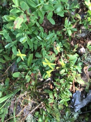 Hypericum stragulum