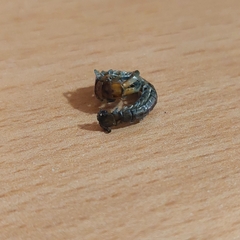 Scolopendra dalmatica