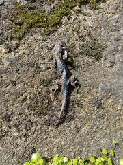 Sceloporus malachiticus