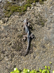 Sceloporus malachiticus image