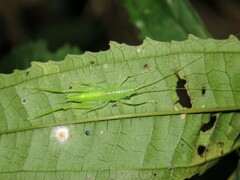 Copiphorini